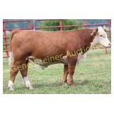 JLCS 133J THUNDER HEAD N26