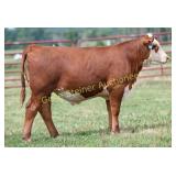 KH JLCS RED N45