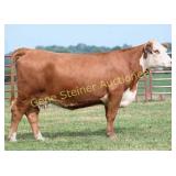 CREEK 023 MISS MANDATE 238K
