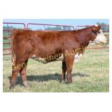 CREEK DEMAND 043 KAYLEE M554