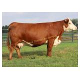 MOHICAN WHITNEY 5G