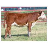 CREEK STEDFST 211 STRLYTE 505N
