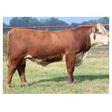 KH JLCS 619K ON THE RUN M74 ET