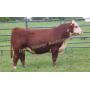 Mohican Farms & Guests Production Sale