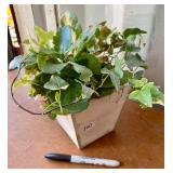 LIVE PLANT