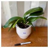 LIVE PLANT
