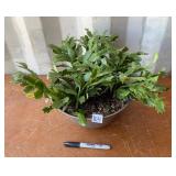 LIVE PLANT