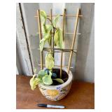 LIVE PLANT