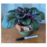 LIVE PLANT