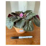 LIVE PLANT