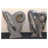 2 Ammonite & Orthoceras Display Fossils