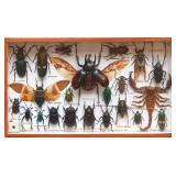An Exotic Insect Collection