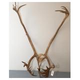 Caribou Antlers