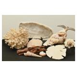 Collection Of Seashells