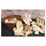 Shell Collection