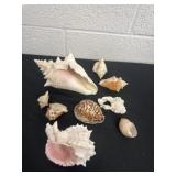 Group of seashells