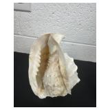 8ï¿½ seashell