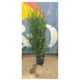 5' viresceus Western red cedar