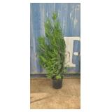 5' viresceus Western red cedar