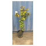 4'5 Southern Magnolia
