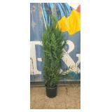 5' viresceus Western red cedar