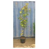 6'5 Southern Magnolia