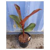 Canna Musifoloa