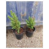 2 spruce