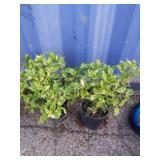 2 Osmanthus heterophyllus
