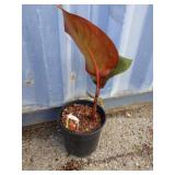 Canna Musifoloa