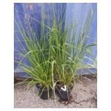 2 Molinia caerulea skyracer