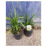 2 liriope big blue