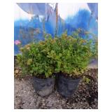2 Little princess Japanese spirea