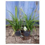 Two liriope big blue