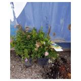 2 Little princess Japanese spirea