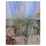 Two little chill blue fescue