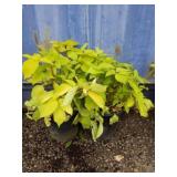 Two Sun King golden Japanese spikenard