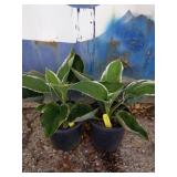 Two Francee hosta
