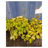 Two Sun King golden Japanese spikenard