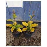 2 Sunny halcyon hosta