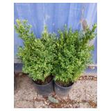 2 boxwood