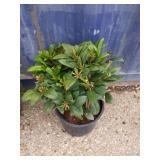 Rhododendron 3-gallon unknown colors