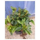 Rhododendron 3-gallon unknown colors