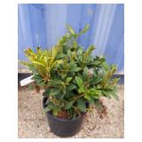 Rhododendron 3-gallon unknown colors