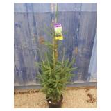 Montrose charm white spruce