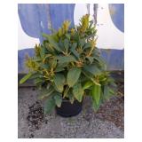 Rhododendron 3 gallon