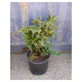 Rhododendron 3 gallon