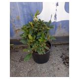 Rhododendron 3 gallon
