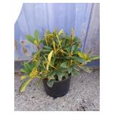 Rhododendron 3 gallon