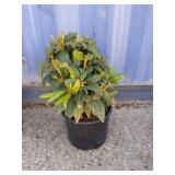 Rhododendron 3 gallon